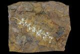 Paleocene Fossil Fruit (Palaeocarpinus) - North Dakota #96952-1